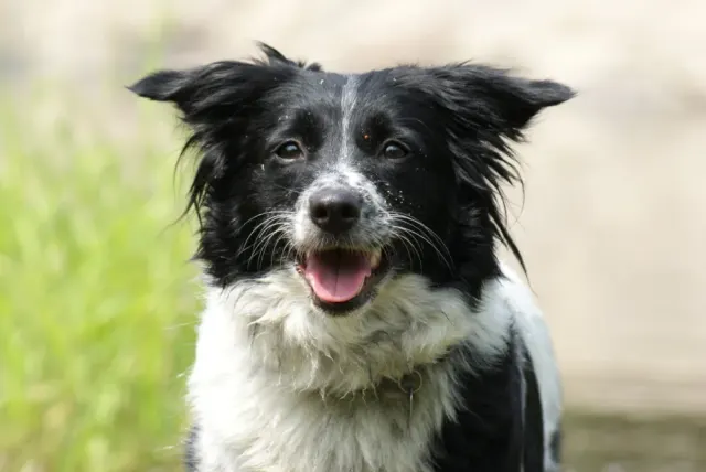 Wicklow Collie